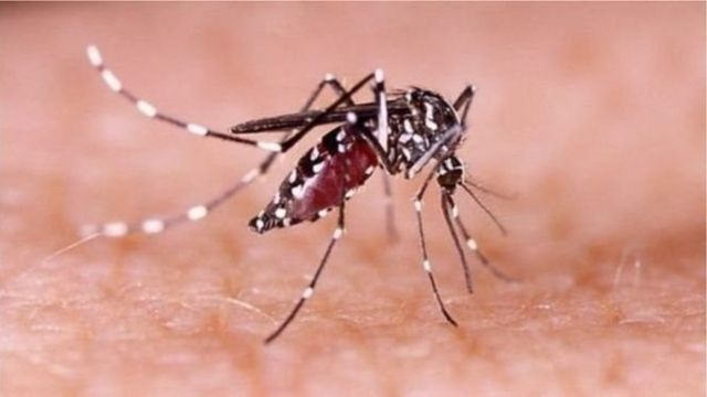 ডেঙ্গুতে আরও ৩ মৃত্যু, ভর্তি ৫৯৩