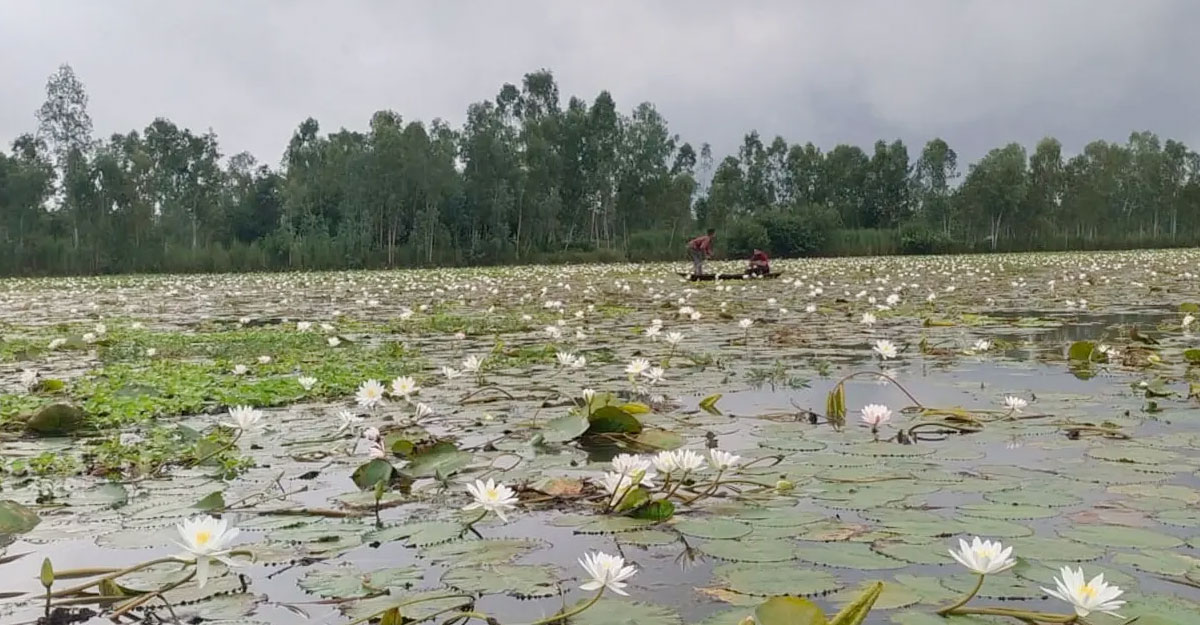 শাপলা তুলতে গিয়ে তিন বোনসহ চার শিশুর মৃত্যু