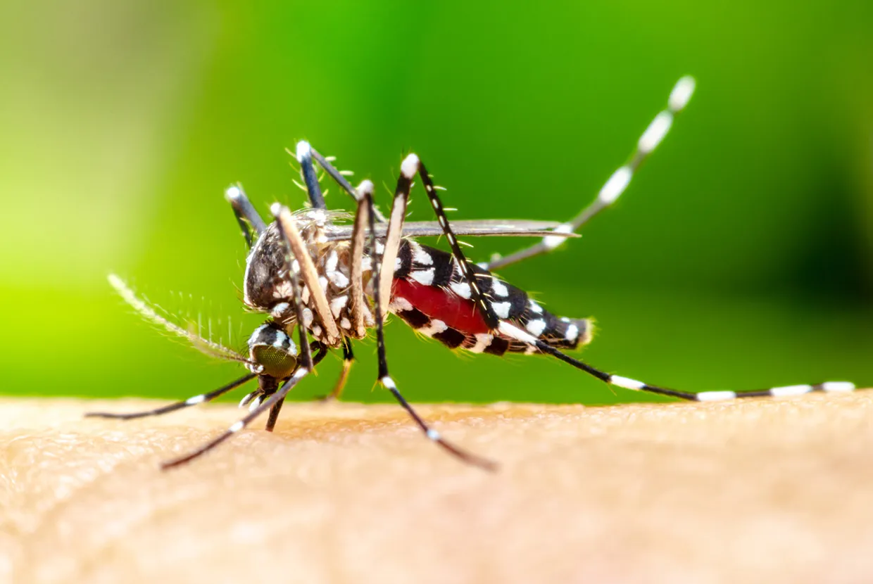 ডেঙ্গু জ্বরে আক্রান্ত হয়ে আজ হাসপাতালে ভর্তি ৫৭২ জন