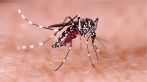 ডেঙ্গুতে ৫ জনের মৃত্যু, হাসপাতালে ভর্তি ৬৩৬