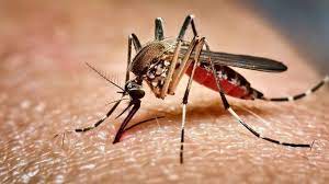 ডেঙ্গুতে আরও ৬ জনের প্রাণহানি