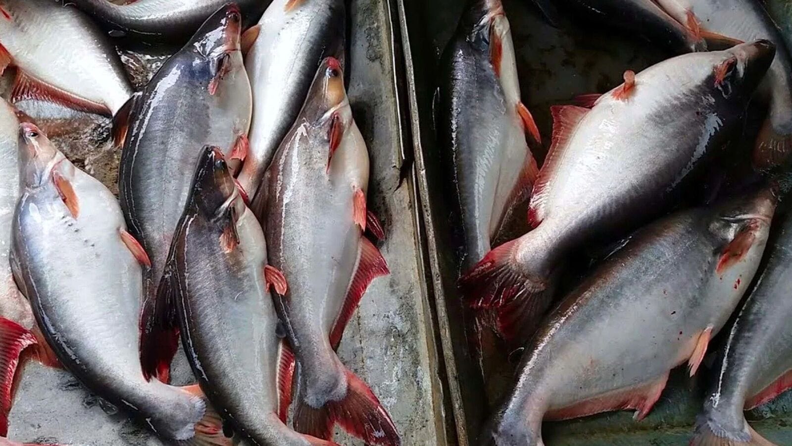 ইলিশের অনুপস্থিতিতেও জেলেদের মুখে হাসি ফোটাচ্ছে নদীর পাঙাশ