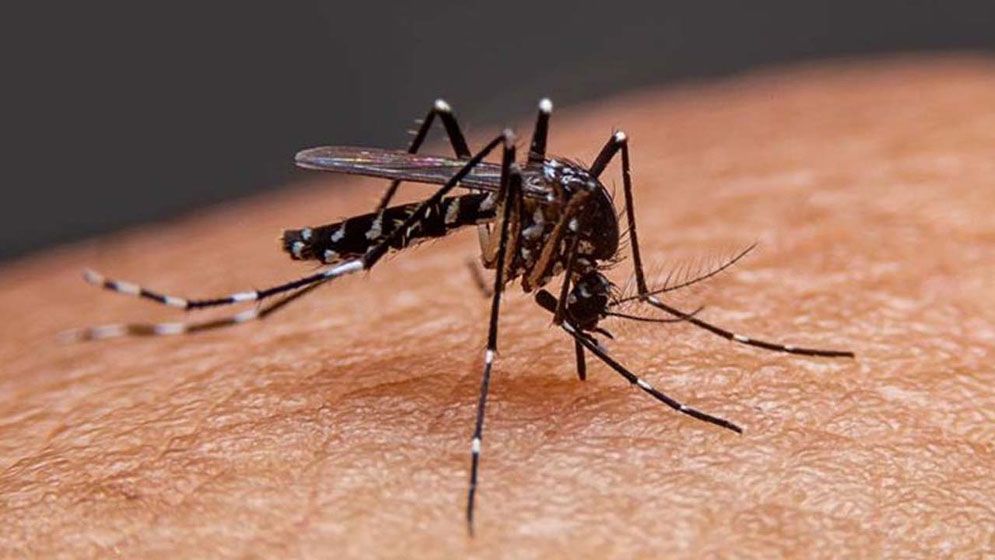 ডেঙ্গুতে আরও ৫ জনের মৃত্যু, হাসপাতালে ১১৬২ নতুন রোগী