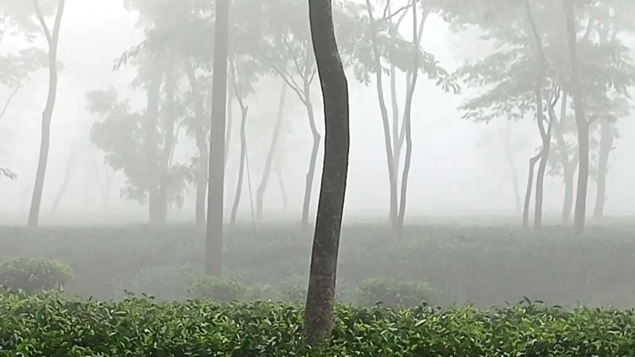 দেশের সর্বনিম্ন তাপমাত্রা শ্রীমঙ্গলে