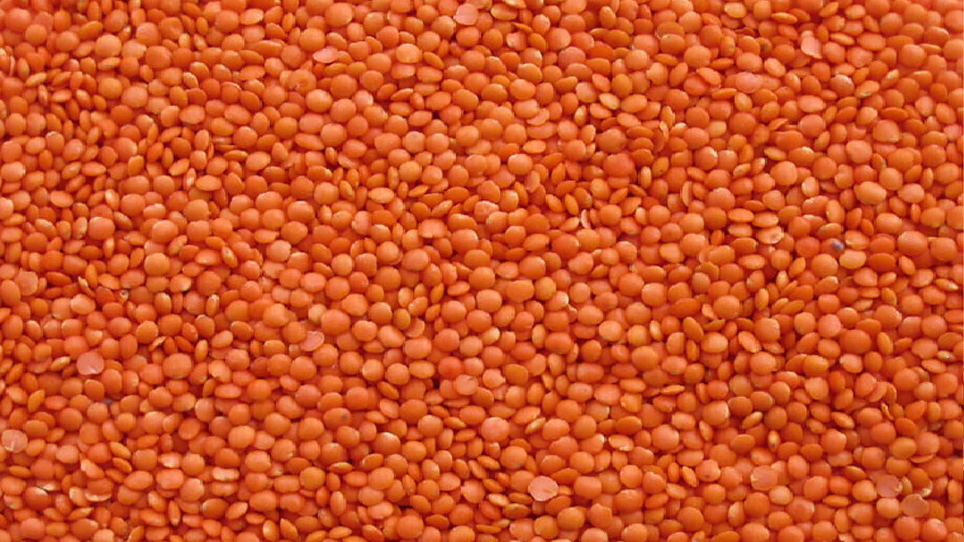 ৭১ কোটি টাকায় ১০ হাজার টন মসুর ডাল কিনবে সরকার