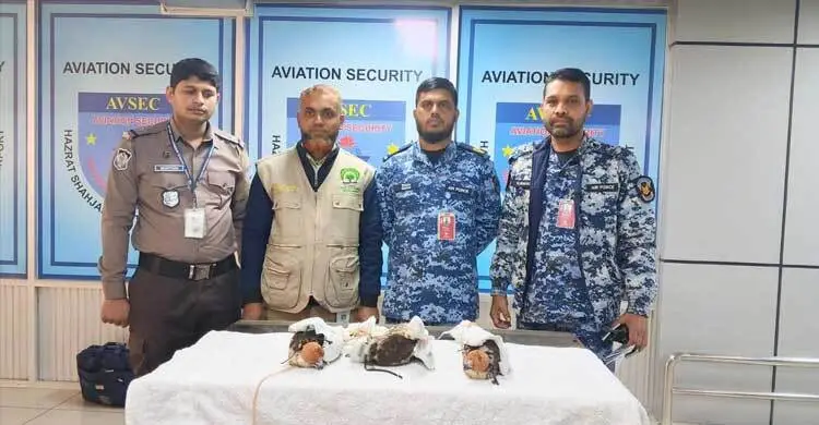 শাহজালাল বিমানবন্দরে চোরাচালানের সময় ৩ ঈগল উদ্ধার
