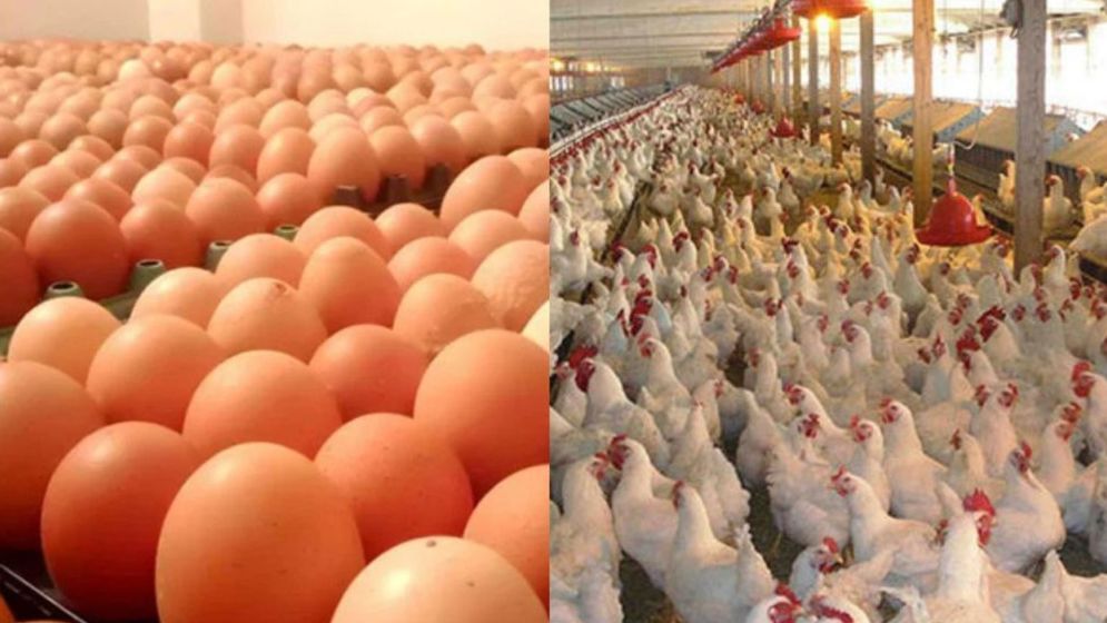 বাংলাদেশের ডিম-মুরগিতে নিষেধাজ্ঞা দিলো সৌদি