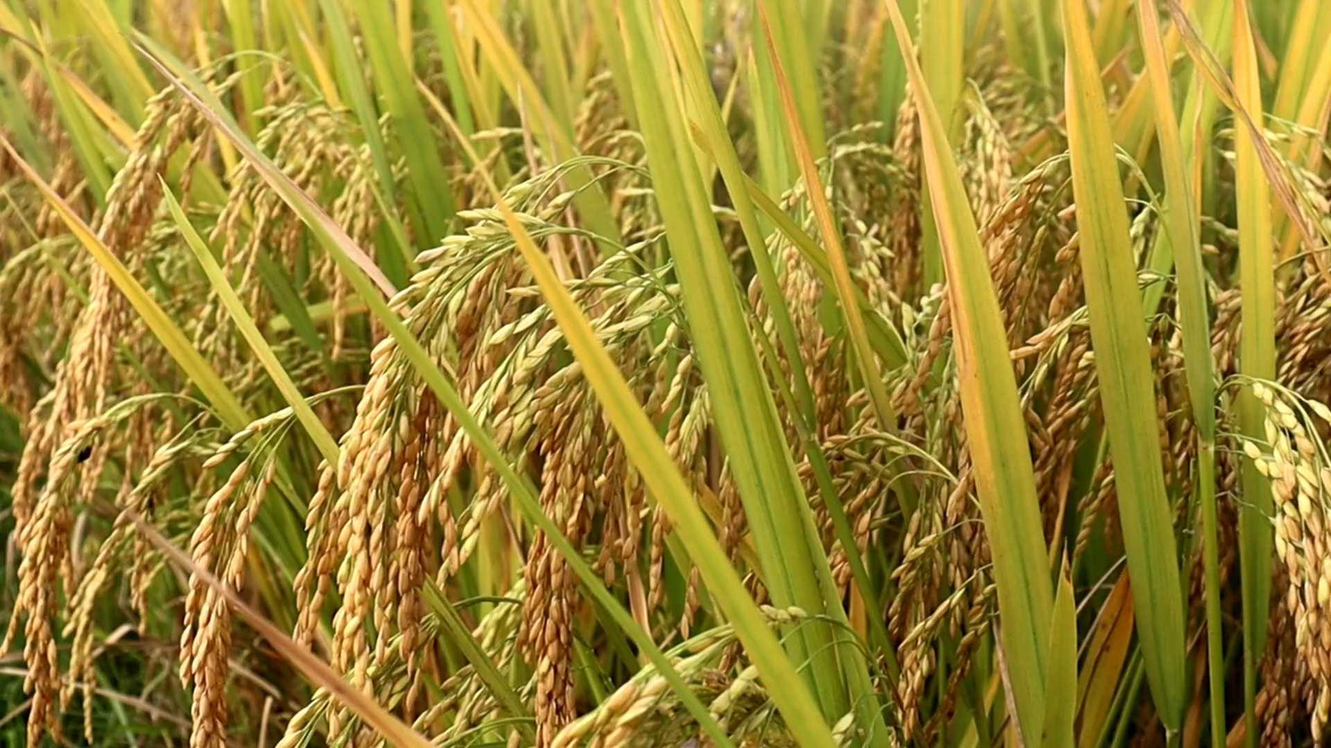 পঞ্চগড়ে উন্নত জাতের বোরোর ভালো ফলনে খুশি কৃষক