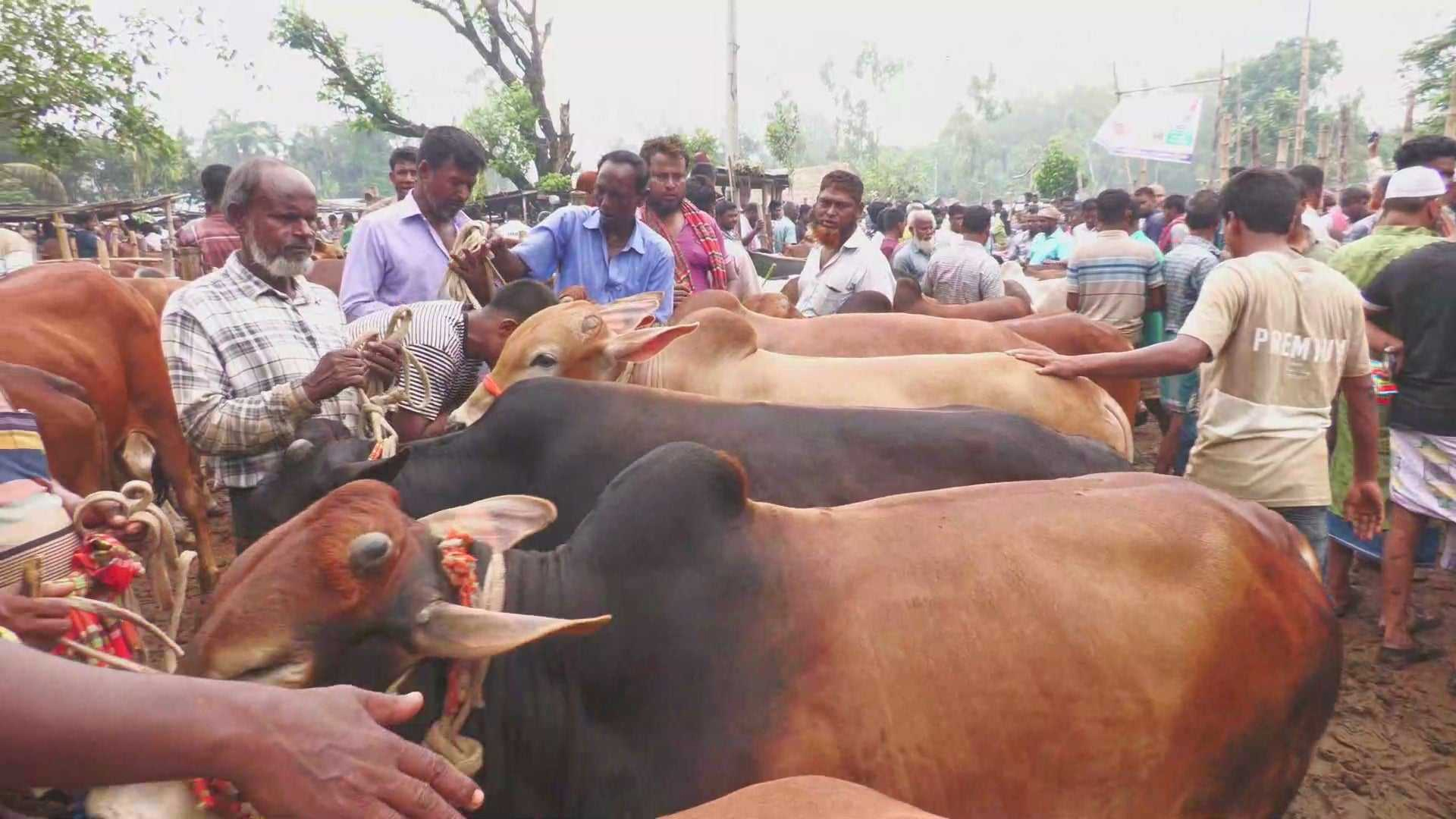 দিনাজপুরে চাহিদার চেয়ে দেড় লাখ পশু বেশি, জমে উঠেছে হাট