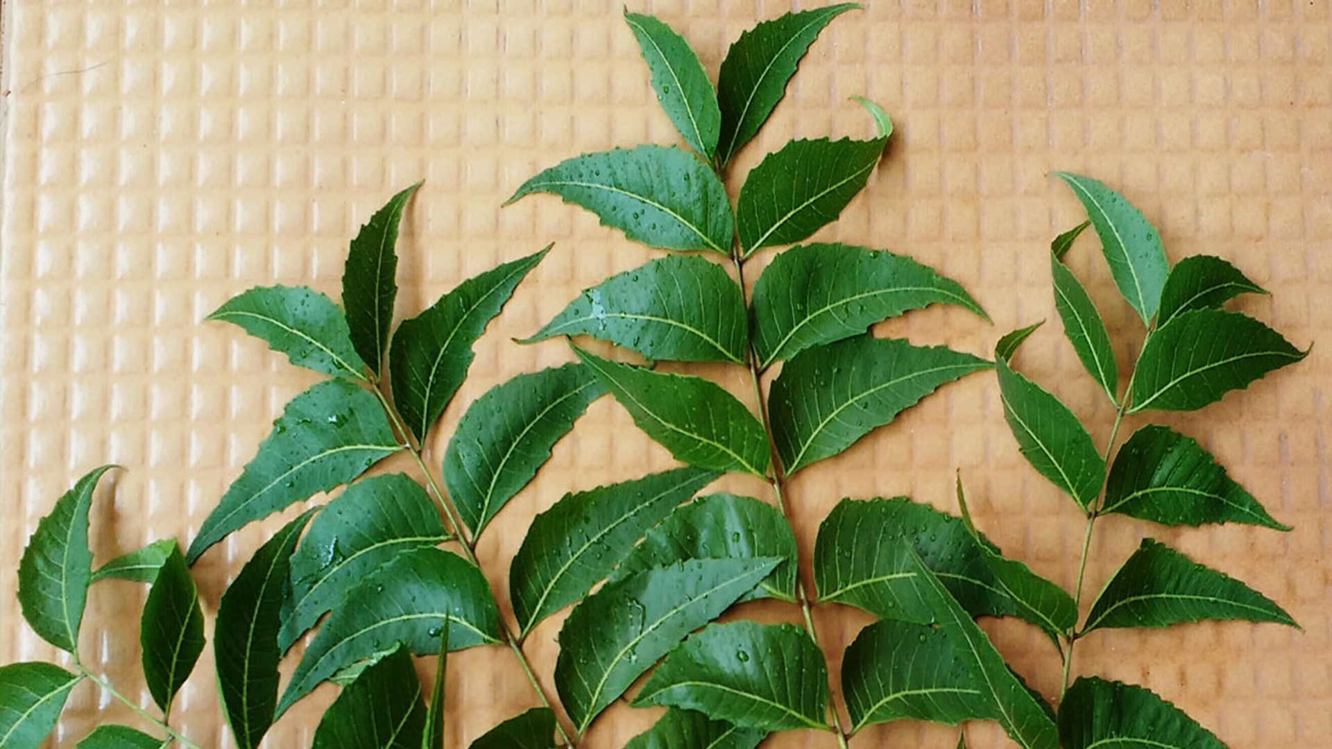 নিমপাতা খেলে কী ঘটে শরীরে?