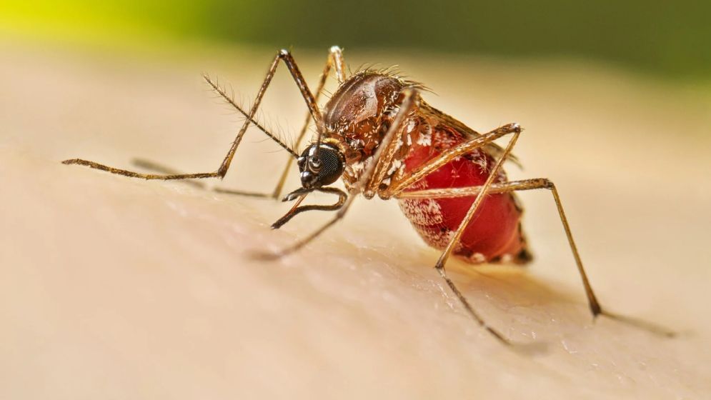 ডেঙ্গুতে আরও ২ জনের মৃত্যু, হাসপাতালে ভর্তি ৭২৩