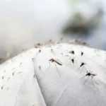 ফুল প্যান্ট পরলেও মশা কামড়াতে পারে, জানুন কীভাবে