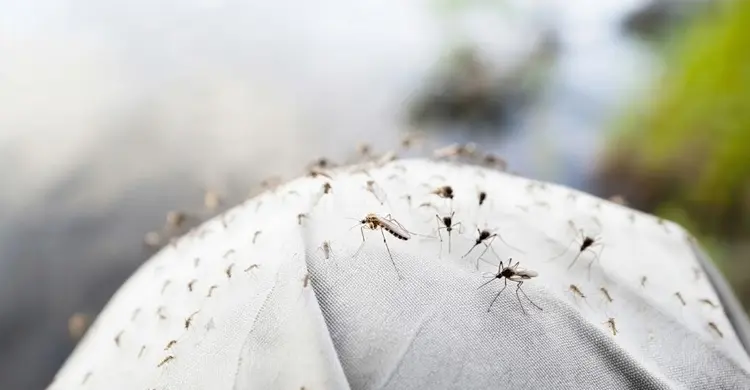 ফুল প্যান্ট পরলেও মশা কামড়াতে পারে, জানুন কীভাবে